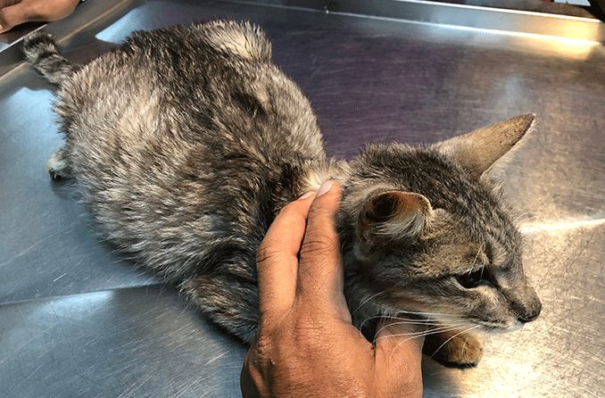 FIP: Feline Infectious Peritonitis