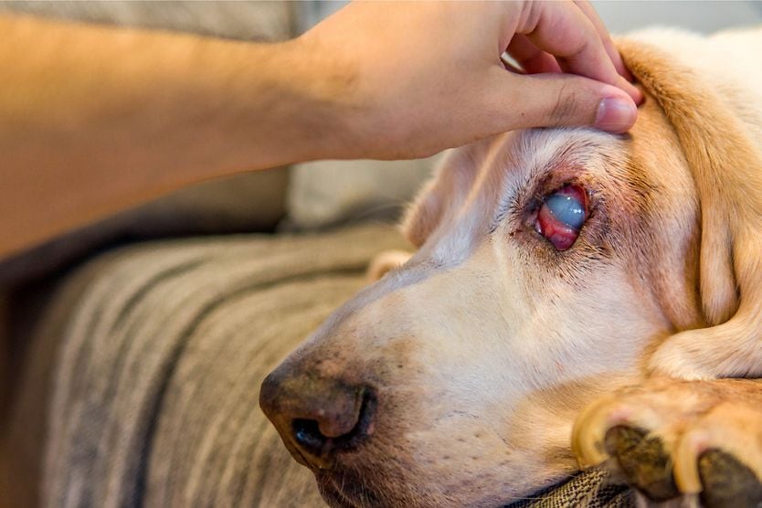dog with glaucoma