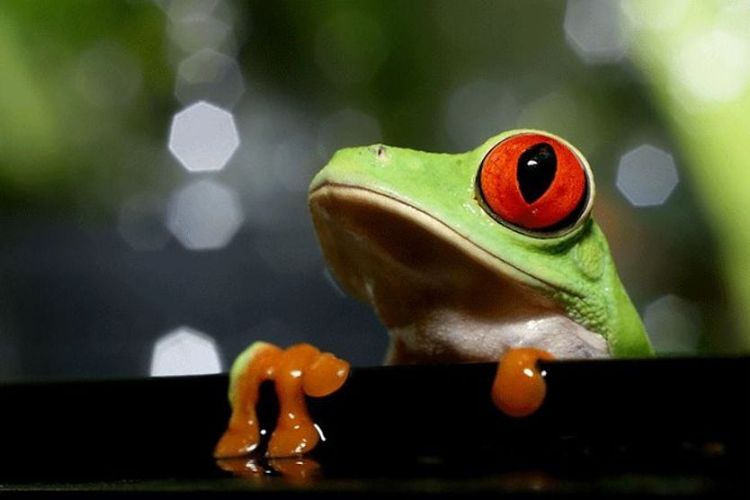 closeup of a frog and its eyes closeup of a frog and its eyes