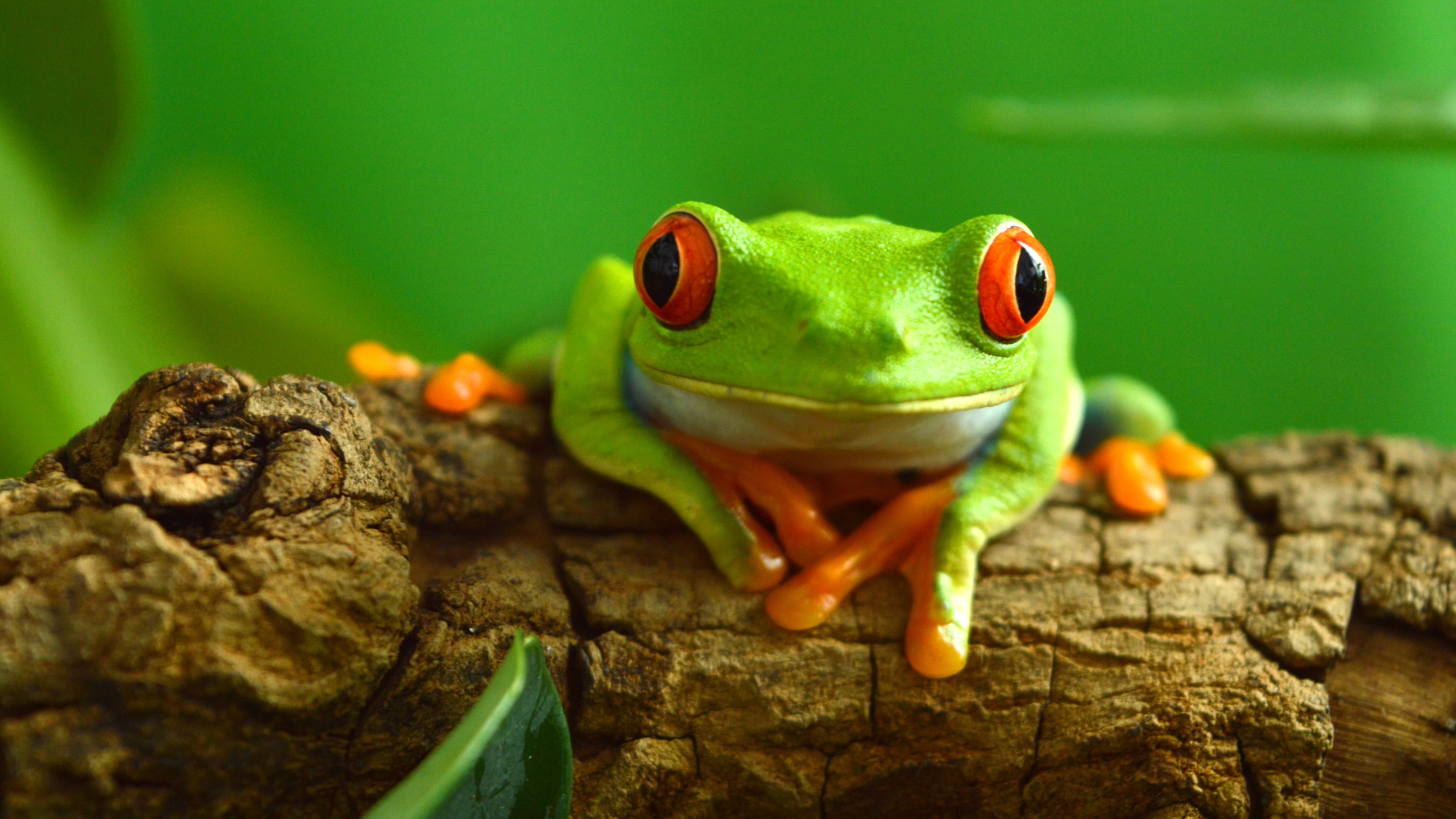 Animals see a world that’s completely invisible to our eyes Animals see a world that’s completely invisible to our eyes