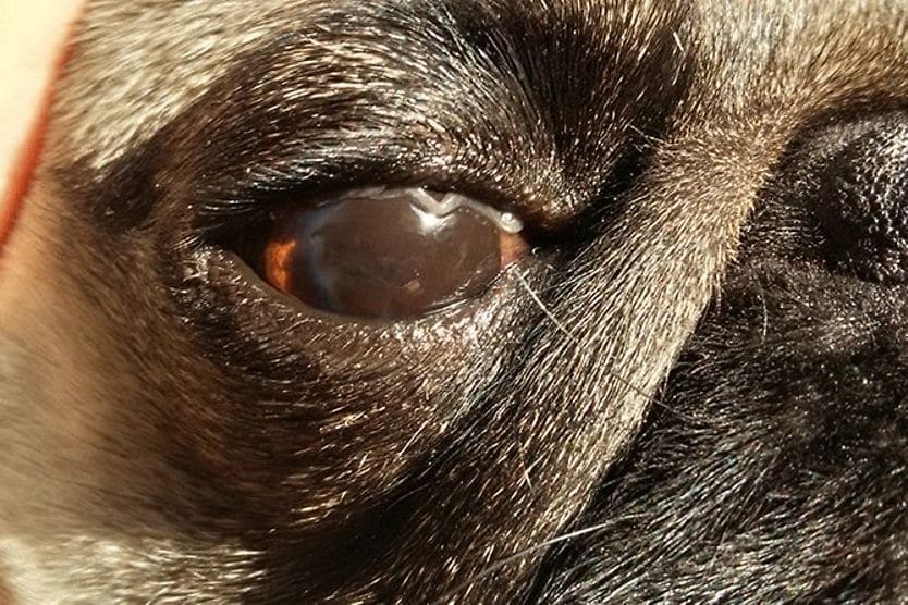 closeup of a pug's eye with pigmentary keratitis