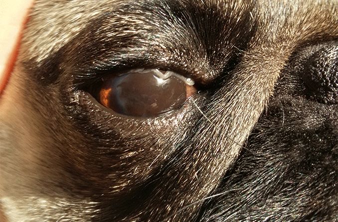 Pigmentary keratitis in dogs: Causes, symptoms and treatment