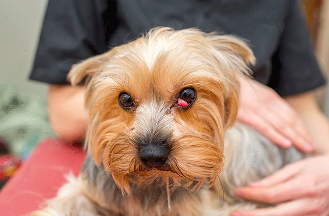 Anatomy & function of a dog’s third eyelid Anatomy & function of a dog’s third eyelid