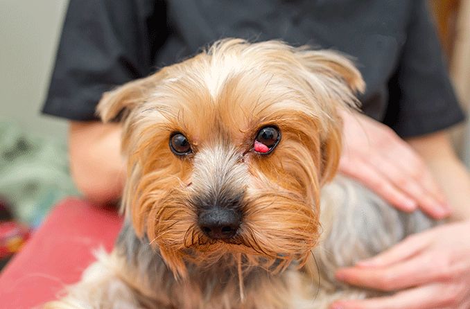 Anatomy & function of a dog’s third eyelid