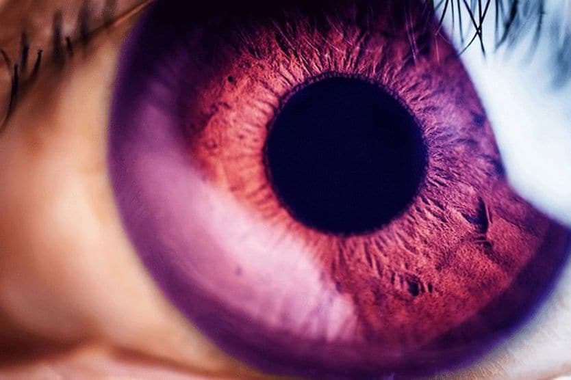 closeup of a violet eye