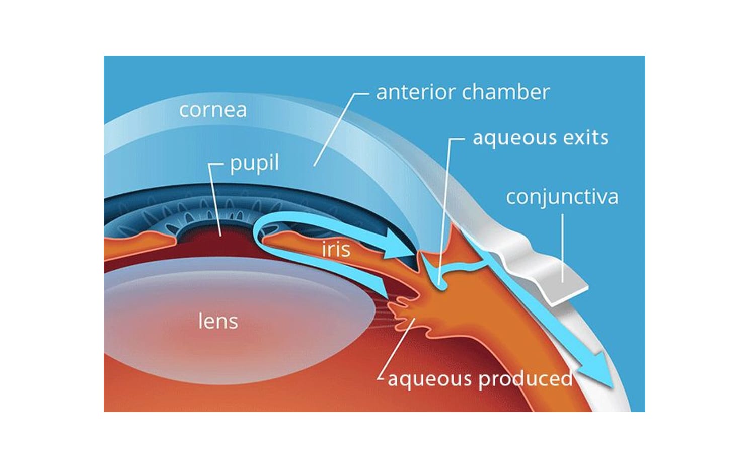 illustration of the aqueous humor in the eyeball