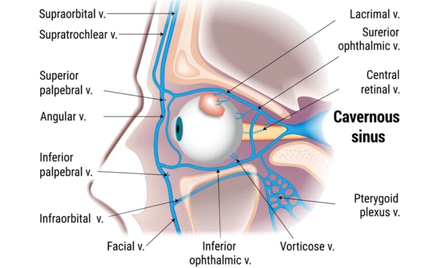 Cavernous Sinus: Anatomy and Function