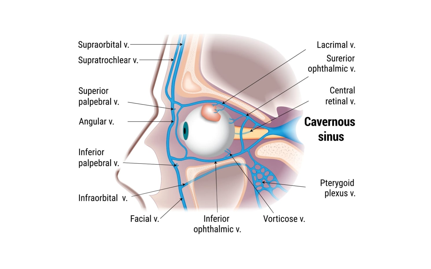 Illustration of the cavernous sinus.