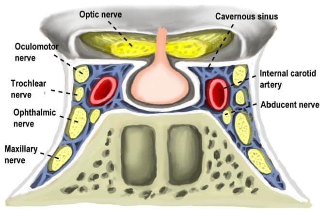 Cavernous Sinus: Anatomy and Function