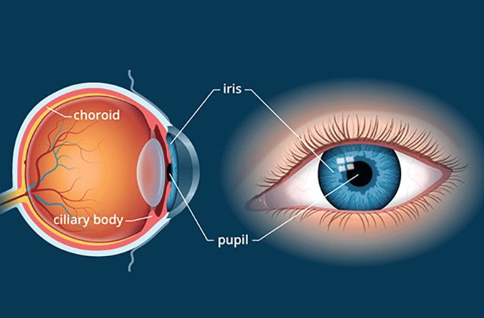 Choroid of the eye: Anatomy and function