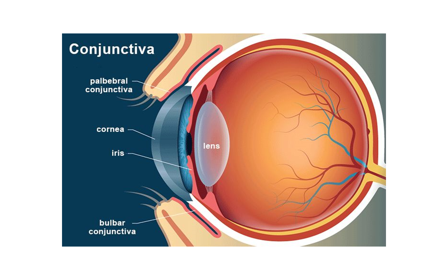 Conjunctiva of the eye