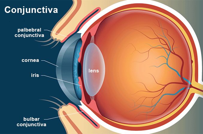 Conjunctiva of the eye