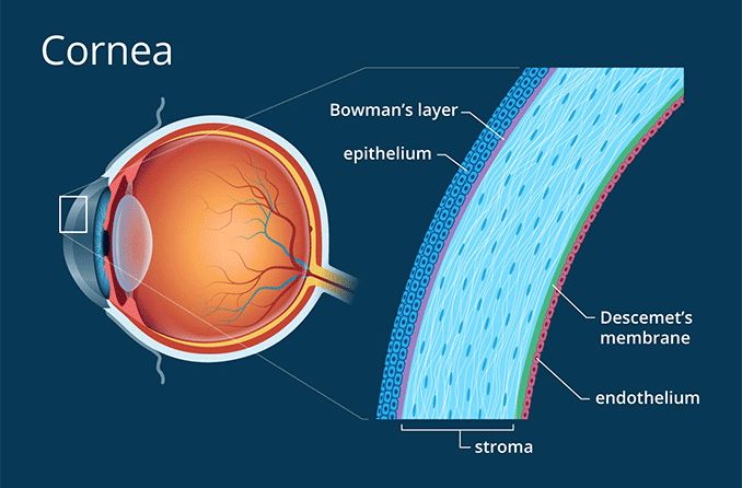 Cornea of the eye