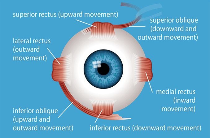 Eye muscles and their functions