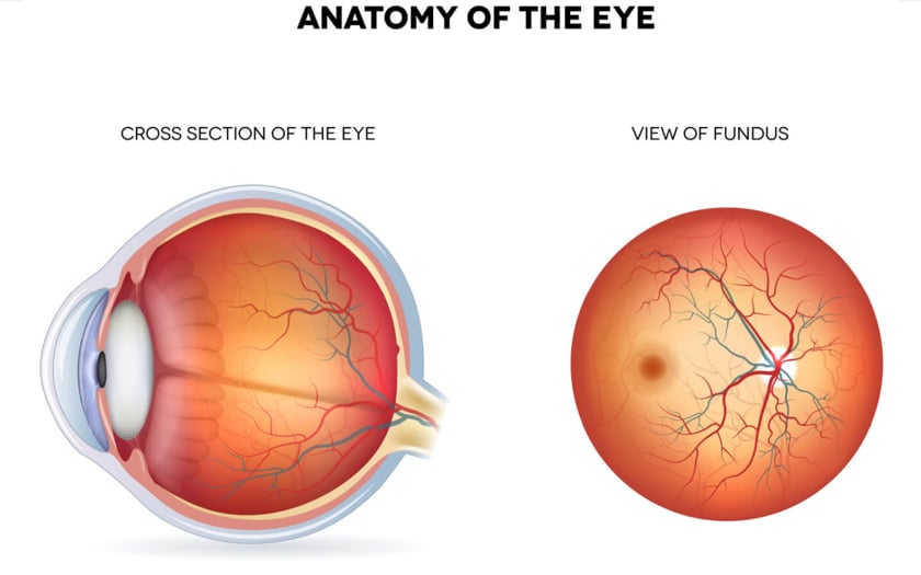 Illustration of the fundus
