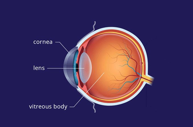 Lens of the eye