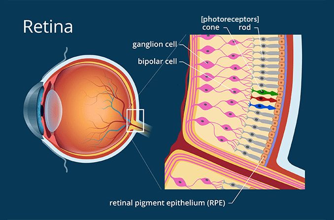 Photoreceptors and their function in the eye