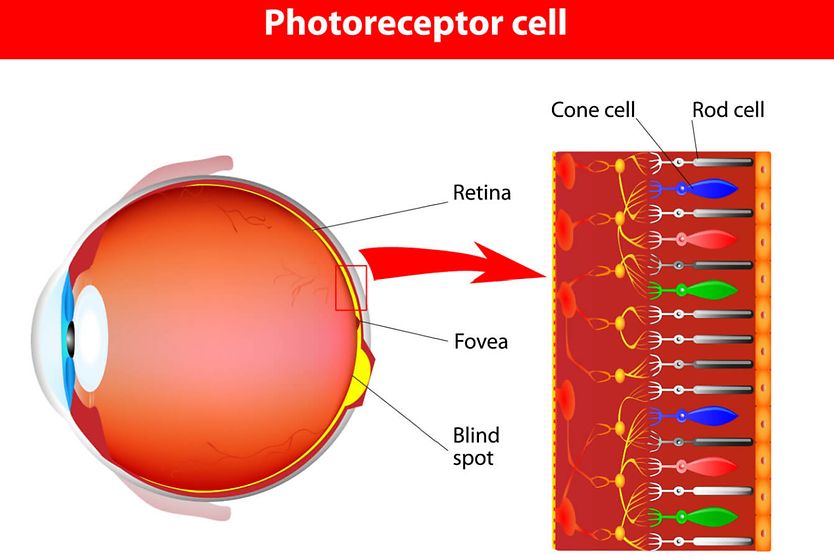 Infographic of photoreceptor cell