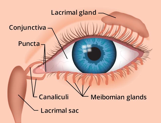 What Is Dry Eye Syndrome (Dry Eyes Disease)?