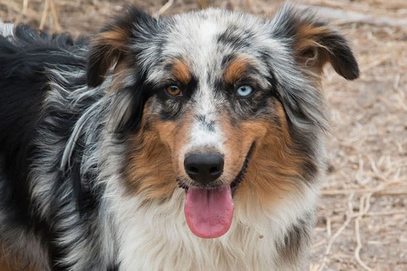 Australian Shepherd dog with heterochromia