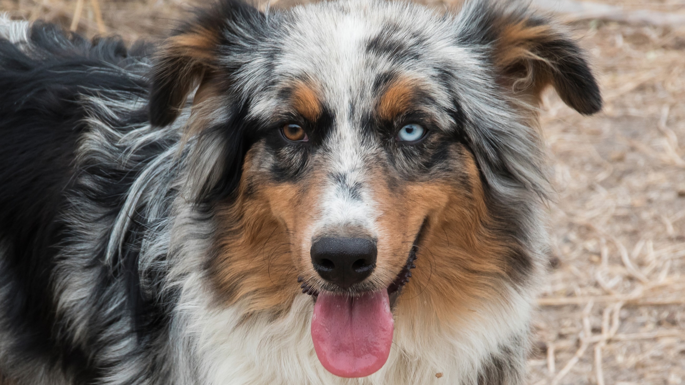 Do more animals have heterochromia than humans? Do more animals have heterochromia than humans?