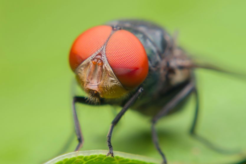 an infected fly can cause a bacterial infection of the eyes called trachoma