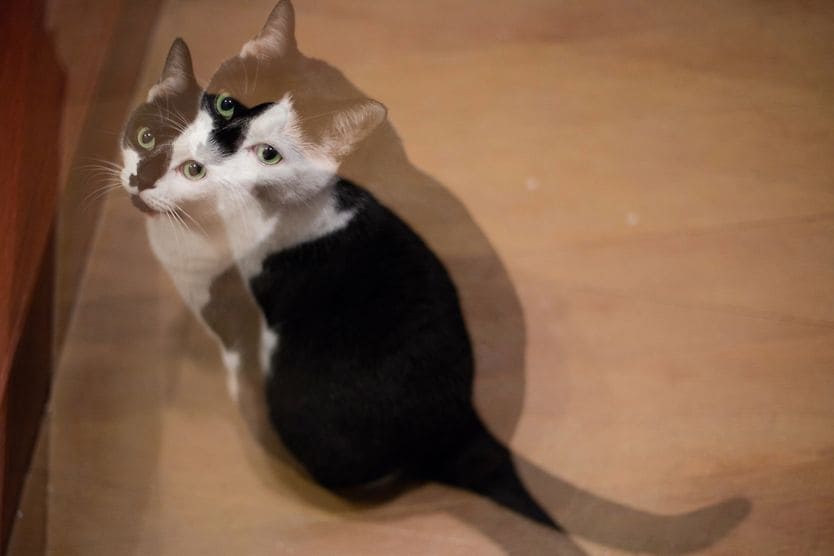 diplopia (double vision) of a cat