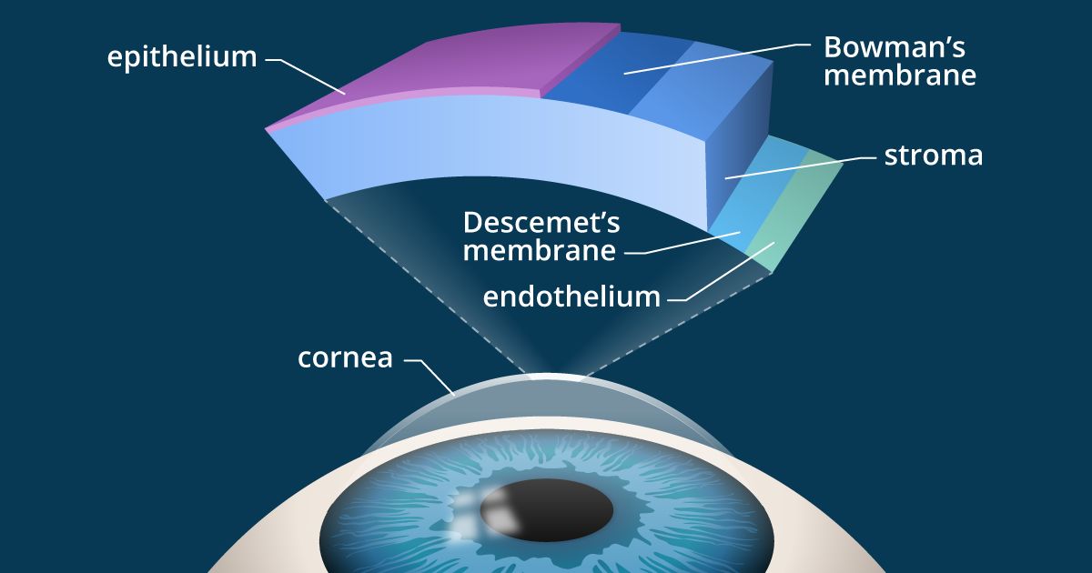 illustration: cross-section of the cornea