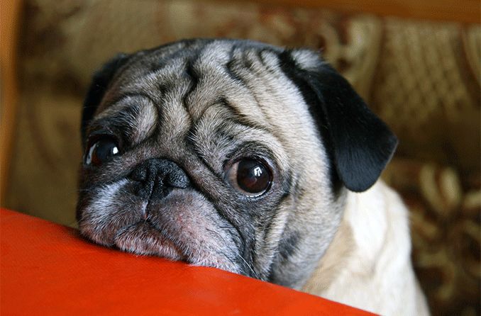 Can dogs get pink eye?