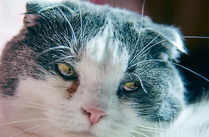 Ojos Llorosos en Gatos: Causas y Tratamiento