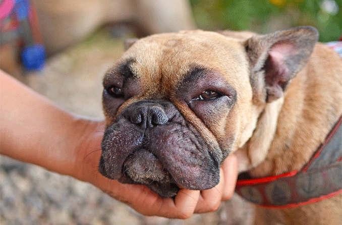 Ojos inflamados en los perros