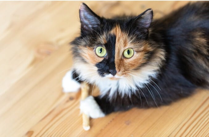 El gato joven de tres colores, naranja, negro y blanco, está tirado en el suelo de madera y mirando a la cámara. El gato joven de tres colores, naranja, negro y blanco, está tirado en el suelo de madera y mirando a la cámara.