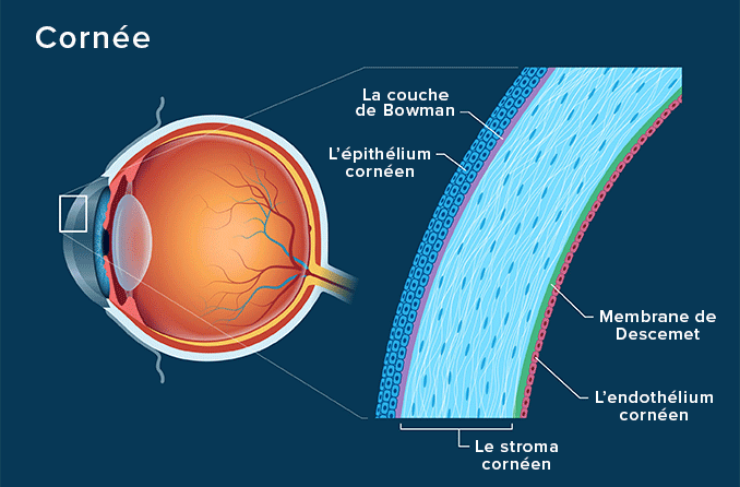 Cornée - Définition et illustration détaillée