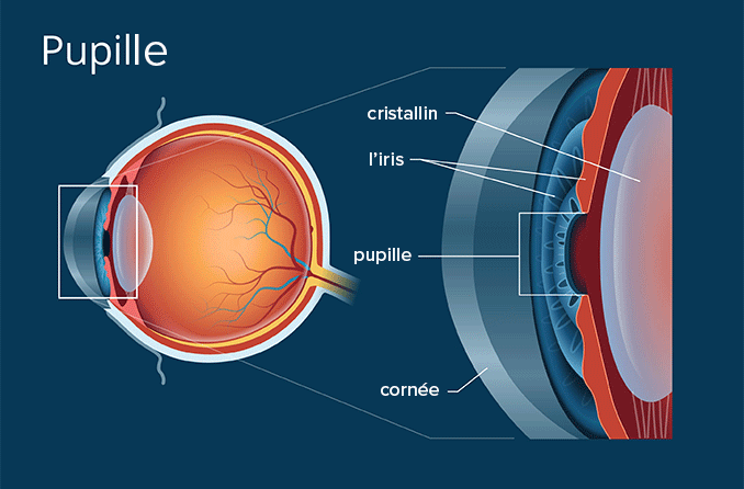 Pupille – Définition et illustration détaillée