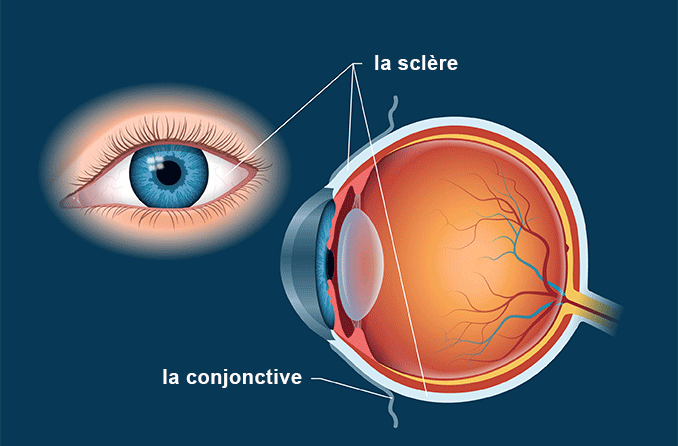 La sclère | Le blanc de l’œil – Définition et illustration détaillée