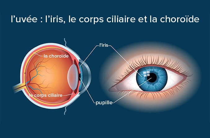 L’iris et l’uvée de l’œil