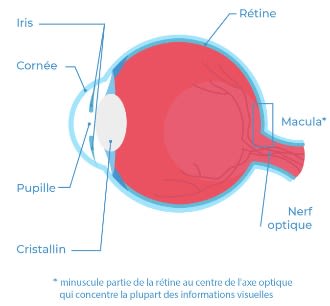 Grille Oculaire Amsler Magnétique - Outil De Dépistage Quotidien Pour Dégénérescence Maculaire Et Glaucome