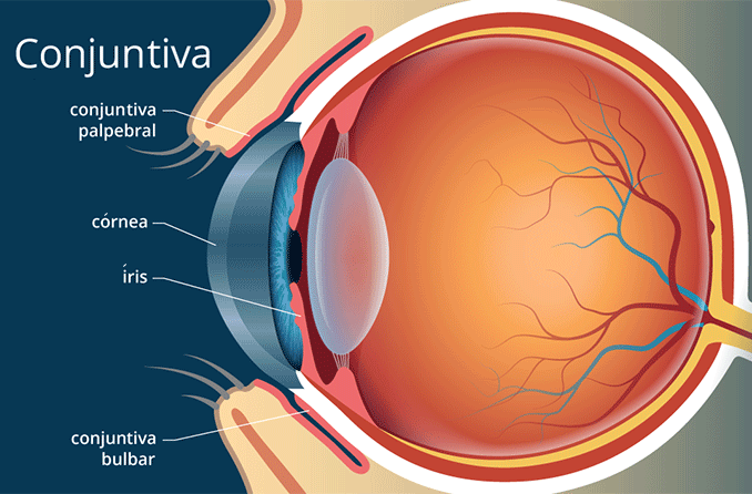 Conjuntiva do olho | Definição com ilustração | Tudo Sobre Visão