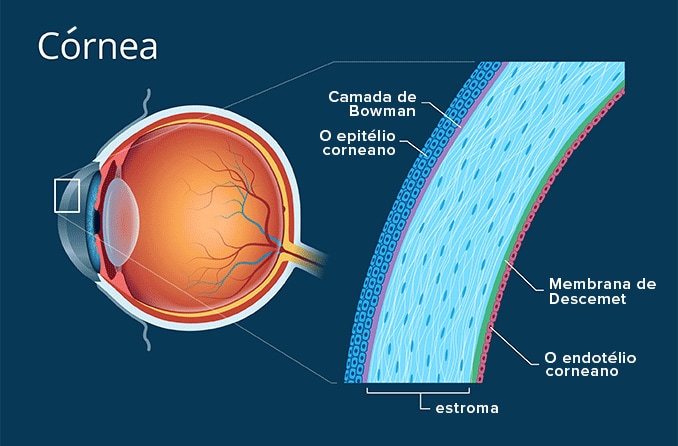 Córnea | Definição com ilustração | Tudo Sobre Visão