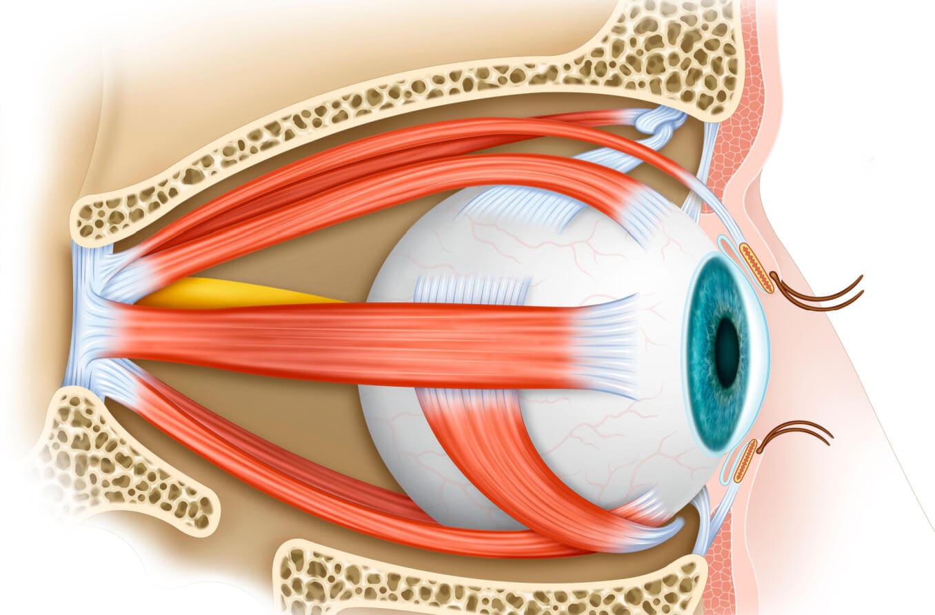 Músculos oculares – All About Vision