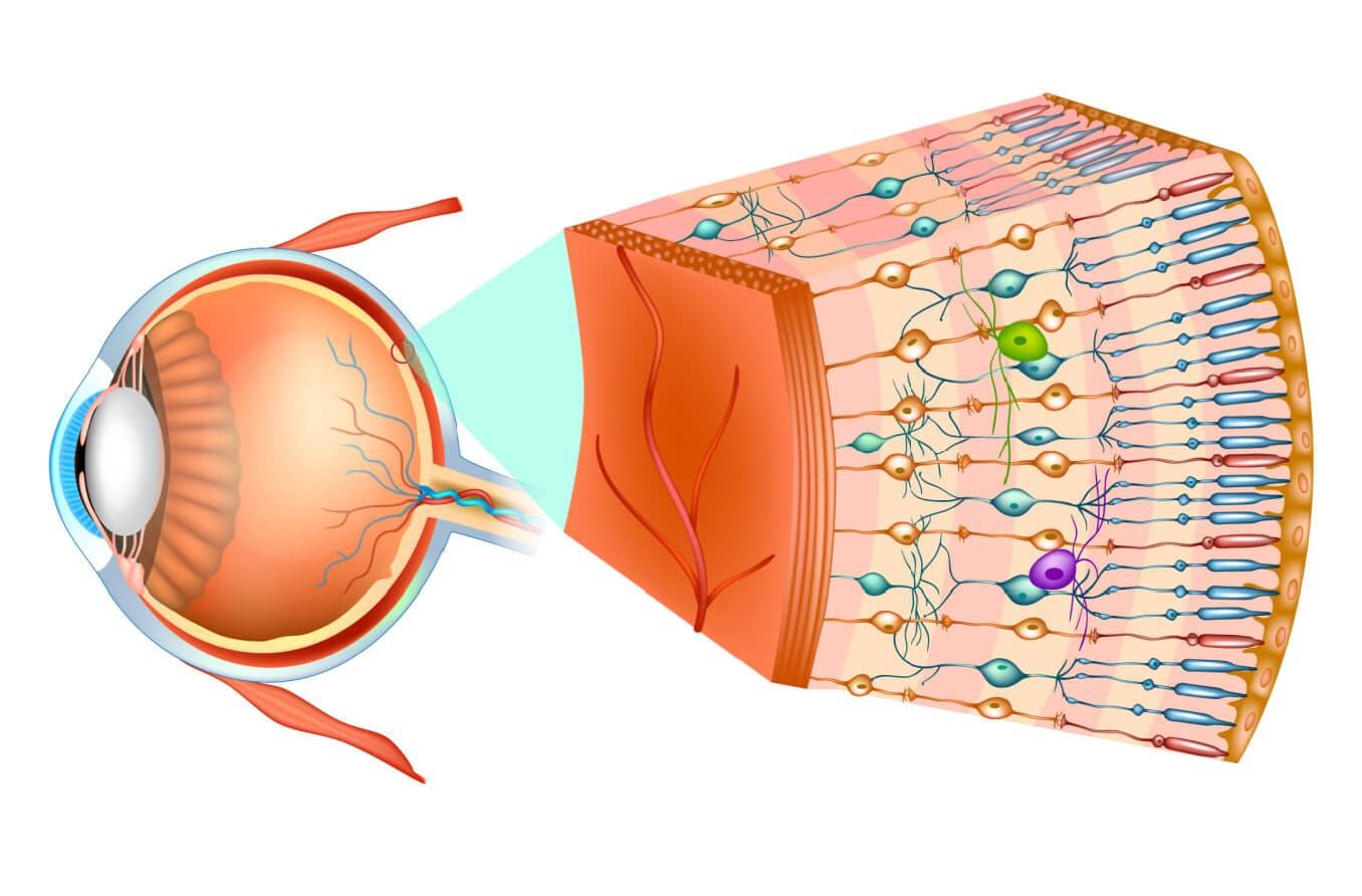 Fotorreceptores – All About Vision