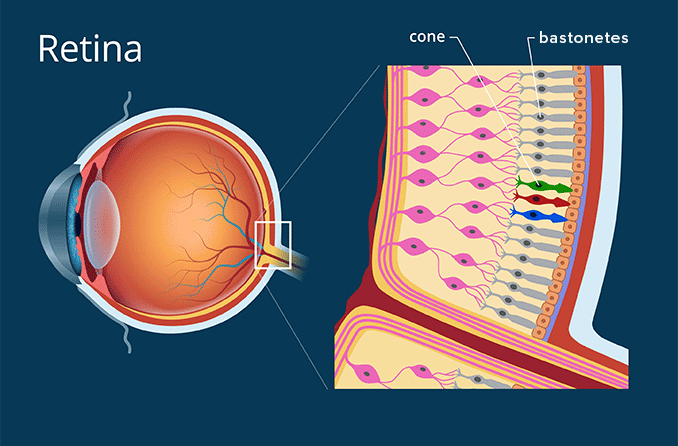 Retina | Definição com ilustração | Tudo Sobre Visão