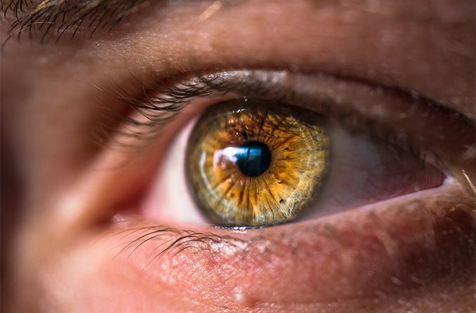 भूरी आंखें: भूरी आंखों का रंग कैसे तय होता है?