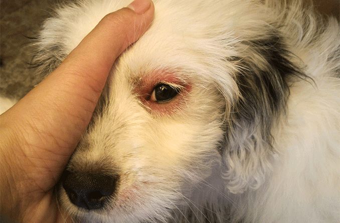 dog with pink eye