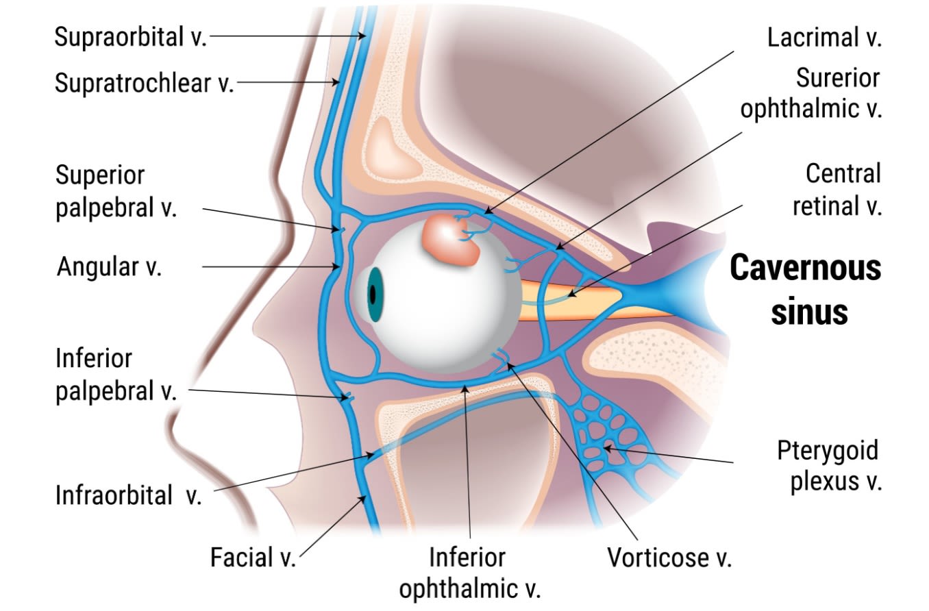 Illustration of the cavernous sinus. Illustration of the cavernous sinus.