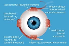 illustration of the different types of eye muscles