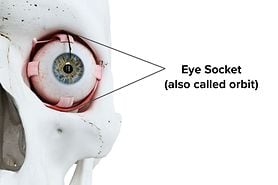 diagram showing the eye socket (orbit) on a human skull