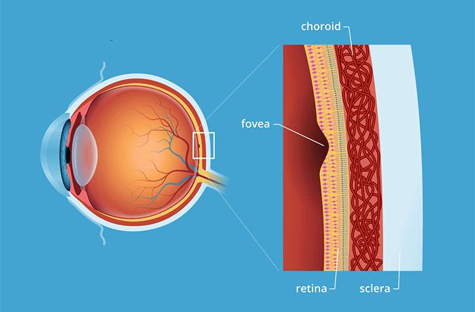 illustration of the fovea centralis eye anatomy illustration of the fovea centralis eye anatomy