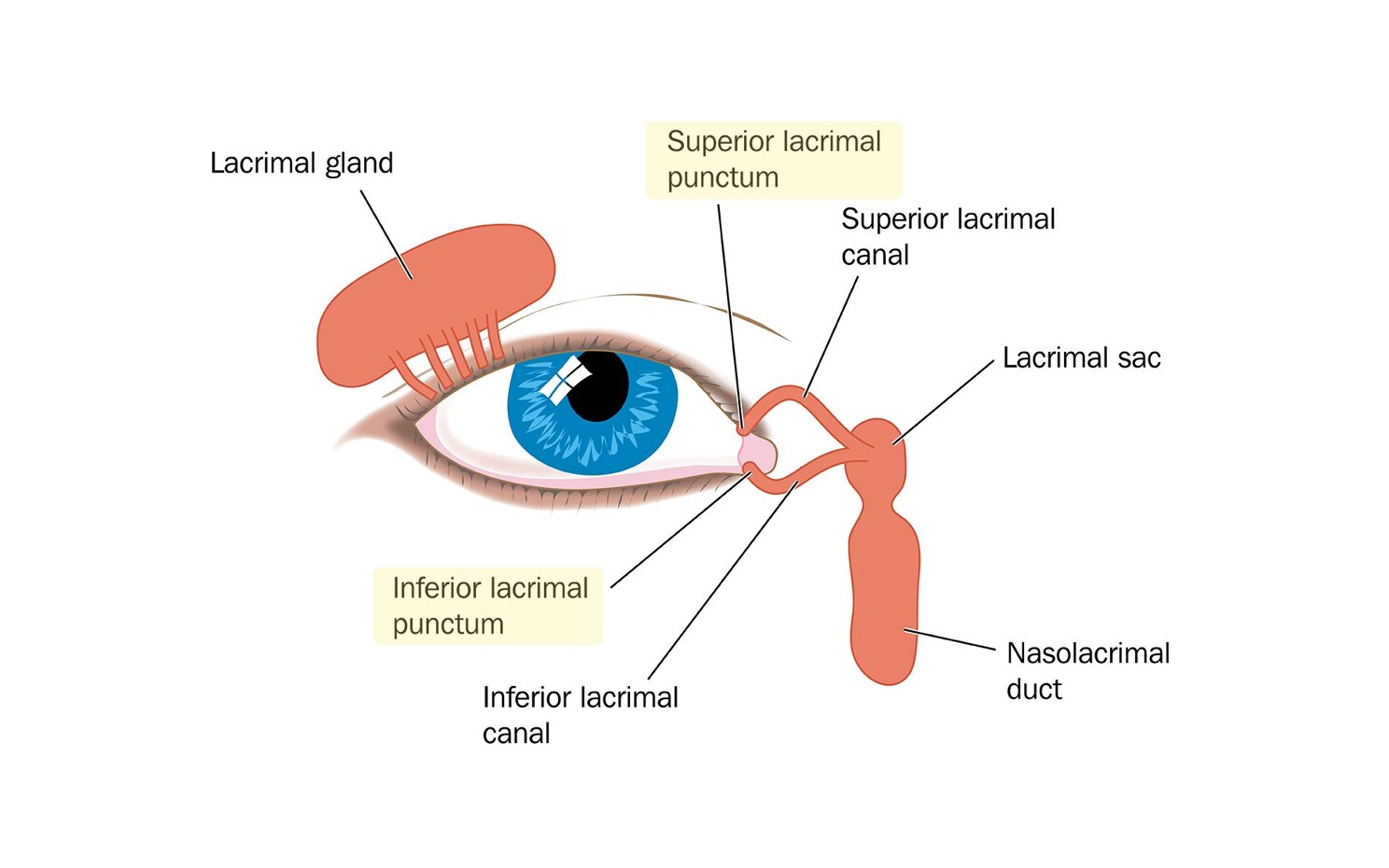 illustration of the lacrimal punctum of the eye