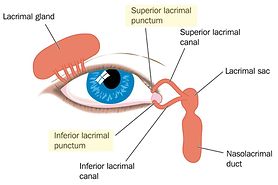illustration of the lacrimal punctum of the eye